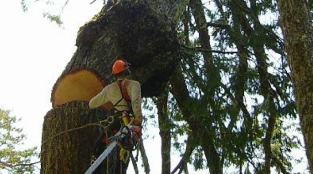 Climber taking the top out of a large fir