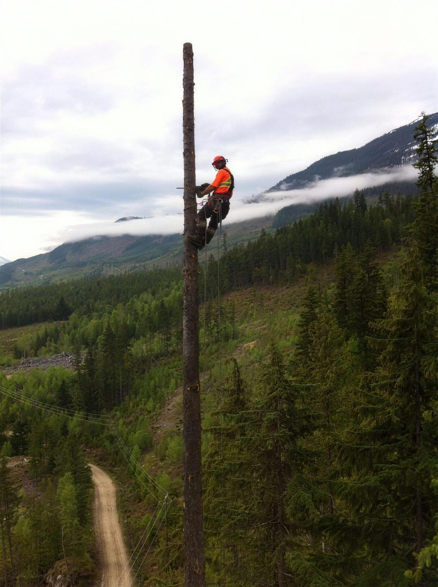 Certified faller topping a spar high above the valley