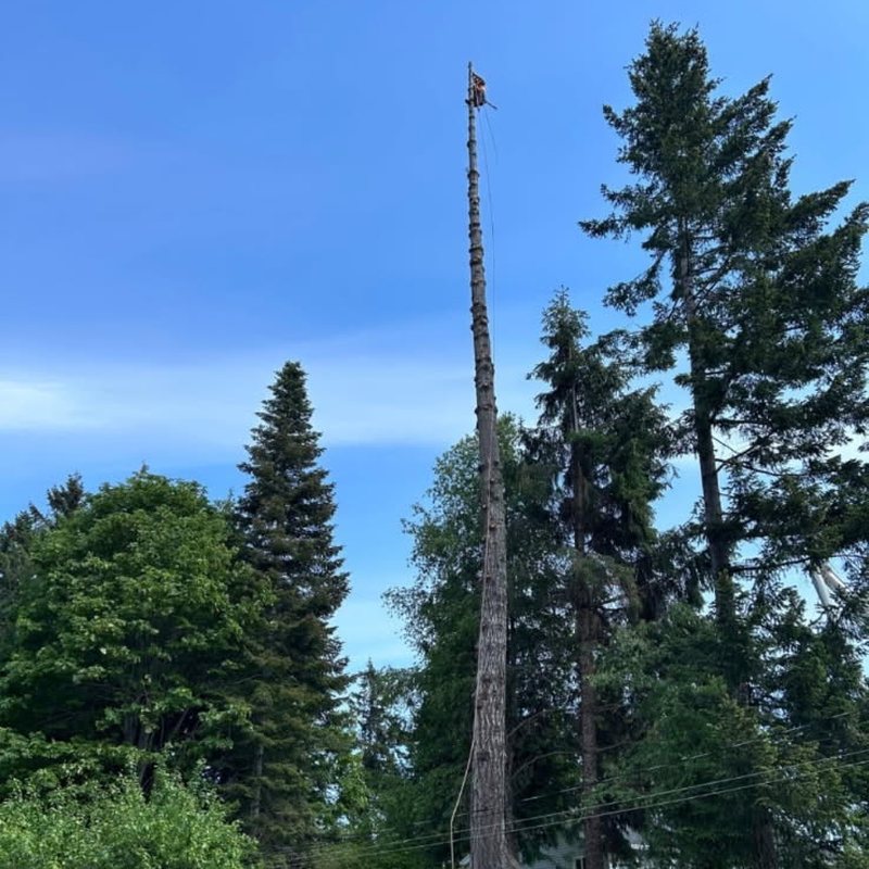 Climber topping a stripped spar in a back yard, working clear of the sheds and power lines below